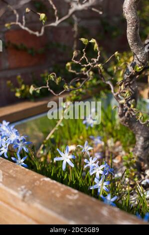 Chionodoxa Forbesii, gloire de la neige en fleur dans un récipient sous un Corkscrew ou un Hazel contorté, Corylus avellana 'contorta' Banque D'Images