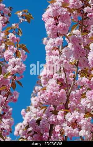 Girofle japonais Cerisier, Prunus serrulata, la floraison au printemps Banque D'Images