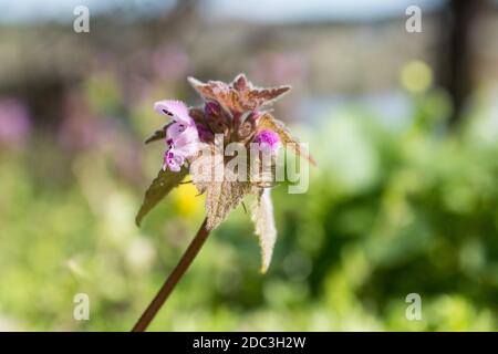 Violet Ballota nigra, noir horephrier, une plante vivace de la famille des Lamiaceae sauvage printemps gros plan fleur macro nature fleur rivière floue backgroun Banque D'Images