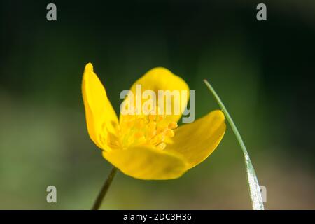 Jaune petit celandine, Ficaria verna printemps fleur floral macro nature fleur sur fond vert flou Banque D'Images