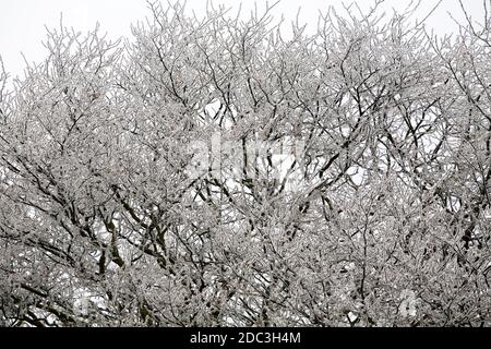 un arbre recouvert de givre au milieu d'un hiver froid sort Banque D'Images