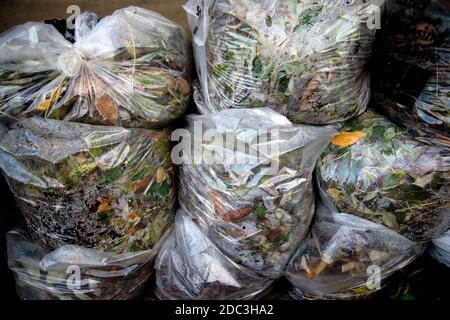 Hackney,Londres novembre 2020 pendant la pandémie de Covid-19 (coronavirus). Verrouillage 2. Feuilles recueillies dans des sacs en plastique par le Conseil. Banque D'Images