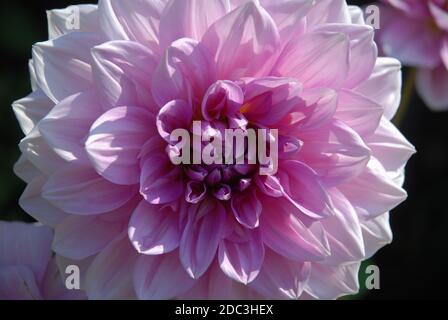 Fleur de dahlia rose connue sous le nom de temps de lilas Banque D'Images