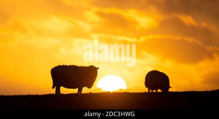 Tynygraig, Ceredigion, pays de Galles, Royaume-Uni. 18 novembre 2020 Royaume-Uni Météo : une brebis silhouettée se tient dans un champ avec le soleil couchant sur la colline, tandis que le temps devient plus froid avec une brise fraîche à Tynygreig, au milieu du pays de Galles. © Ian Jones/Alamy Live News Banque D'Images