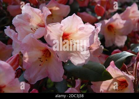 Fleurs de rhododendron roses, rétroéclairées au printemps Banque D'Images