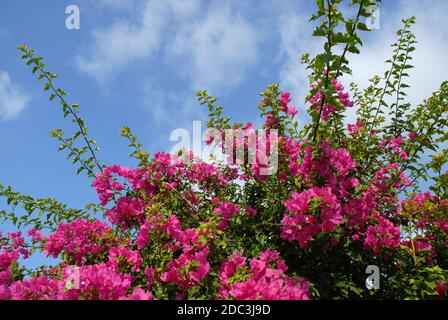 Bougainvilliers rose vif fleurit contre le ciel bleu Banque D'Images