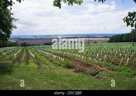 Le vignoble Antoninek et la société viticole Vino Blatel, Blatnice pod Svatym Antoninkem, région Moravie du Sud, République Tchèque, Jul Banque D'Images