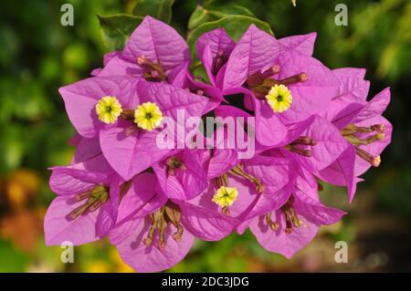 Bougainvilliers, fleurs jaunes et bractées violettes Banque D'Images