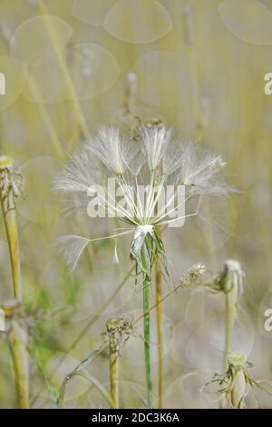 Lueur d'or d'une mauvaise herbe de pissenlit avec le soleil réglage Banque D'Images