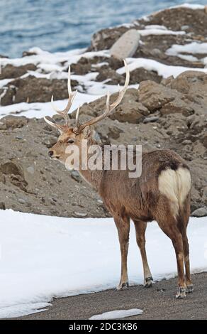 Sika Deer (Cervus nippon yesoensis) adulte mâle debout près de la côte Hokkaido, Japon Mars Banque D'Images