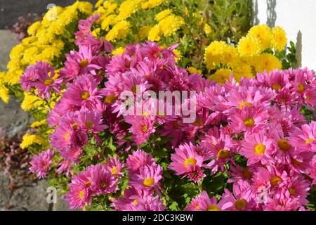 Chrysanthèmes colorés roses et jaunes dans un parterre à fleurs Banque D'Images