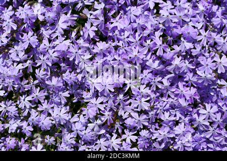 Arrière-plan de fleurs Phlox violet vif. Banque D'Images