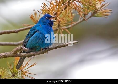 Un mâle Indigo Bunting, Passerina cyanoa, en chanson Banque D'Images