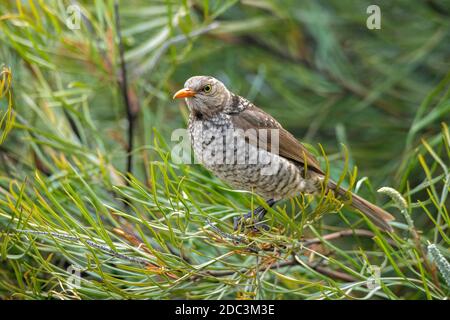 Regent Bowerbird Sericulus chrysocephalus O'Reilly's Rainforest Retreat, Queensland, Australie 10 novembre 2019 Homme immature Ptilonorhy Banque D'Images