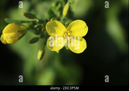 Fleur de moutarde (Brassica) en gros plan dans un champ de moutarde Banque D'Images