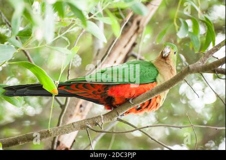 Curieux Australian King parrot (Alisterus scapularis-)dans l'arbre, vu près de Apollo Bay sur la Grat Ocean Road, Victoria - Australie. Banque D'Images