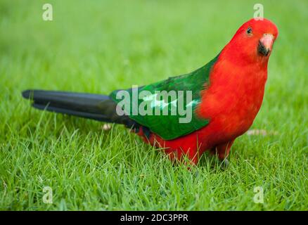 Curieux Australian King parrot (Alisterus scapularis-) sur l'herbe, vu près de Apollo Bay sur la Grat Ocean Road, Victoria - Australie. Banque D'Images