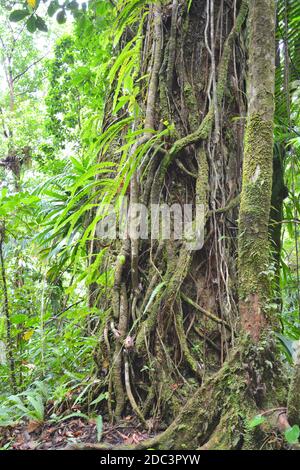 Plantes tropicales épiphytes et arbres qui poussent dans la jungle sur l'île de Dominique, dans les Caraïbes. Banque D'Images