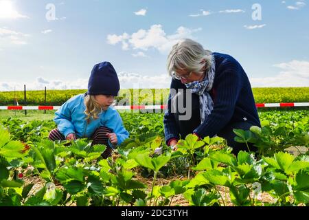 Récolte d'enfants avec grand-mère dans le champ agricole le jour ensoleillé du printemps. Longueur totale. Banque D'Images