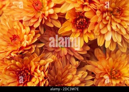 Des plantes de chrysanthème orange endurcis comme un motif. Texture de fond de fleur abstraite Banque D'Images