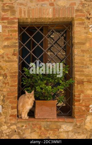 Un chat de gingembre assis sur le rebord d'une vieille maison dans le village historique de Murlo, province de Sienne, Toscane, Italie Banque D'Images