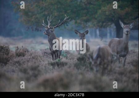 Groupe de cerfs rouges pendant la saison de rutting avec le concentrez-vous sur un grand cerf Banque D'Images