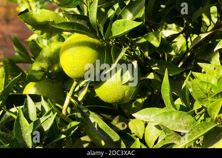 Les oranges vertes mûrissent sur les oranges des arbres de Valence et de la région méditerranéenne. Fruit plein de vitamine C. Banque D'Images