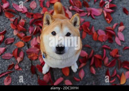 Shiba de haut en bas avec le regard innocent se trouve sur les feuilles violettes tombées pendant la saison d'automne. Le Shiba Inu est un chien de race japonaise. Banque D'Images