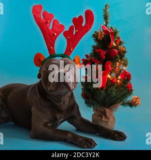 Terrier de taureau de Staffordshire couché avec des rennes et petit arbre de Noël décoratif isolé sur le bleu. Blue Staffy avec ambiance de Noël. Banque D'Images