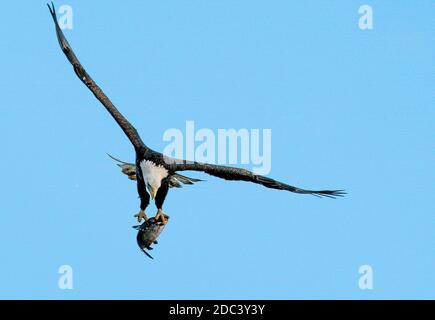 Conowingo, Maryland, États-Unis. 18 novembre 2020. 18 novembre 2020 : les aigles à tête blanche américains volent, chassent et nourrissent près du barrage Conowingo sur la rivière Susquehanna qui forme la frontière entre les comtés de Harford et Cecil dans le nord-est du Maryland. Le barrage est un lieu de migration vers la fin de l'automne pour un grand nombre d'aigles à tête blanche et est considéré comme le premier endroit à l'est du fleuve Mississippi pour voir les oiseaux rares cette période de l'année. Photo de Scott Serio/Eclipse Sportswire/CSM/Alay Live News Banque D'Images