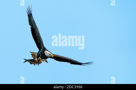 Conowingo, Maryland, États-Unis. 18 novembre 2020. 18 novembre 2020 : les aigles à tête blanche américains volent, chassent et nourrissent près du barrage Conowingo sur la rivière Susquehanna qui forme la frontière entre les comtés de Harford et Cecil dans le nord-est du Maryland. Le barrage est un lieu de migration vers la fin de l'automne pour un grand nombre d'aigles à tête blanche et est considéré comme le premier endroit à l'est du fleuve Mississippi pour voir les oiseaux rares cette période de l'année. Photo de Scott Serio/Eclipse Sportswire/CSM/Alay Live News Banque D'Images