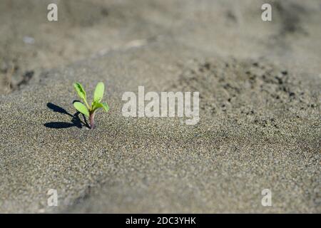Petite plante poussant à partir de désert de sable sec Banque D'Images