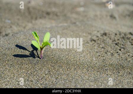 Petite plante poussant à partir de désert de sable sec Banque D'Images