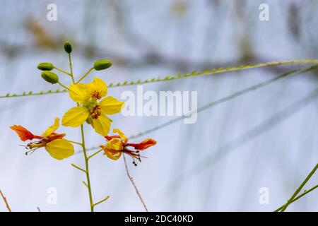 Fleurs jaunes d'un arbre d'épine de Jérusalem ou Palo Verde (Parkinsonia aculeata) dans un parc de Grenade Banque D'Images