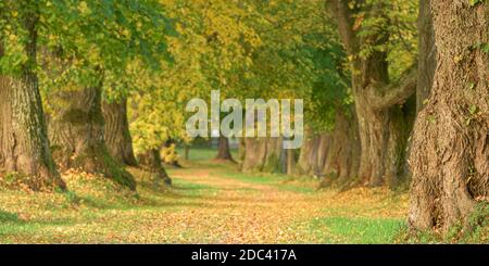 Beau tilleul boulevard à l'automne en Allemagne Bavière près de Mindelheim Banque D'Images