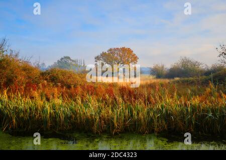 Couleurs d'automne en début de matinée Banque D'Images