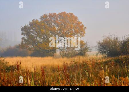 Couleurs d'automne en début de matinée Banque D'Images