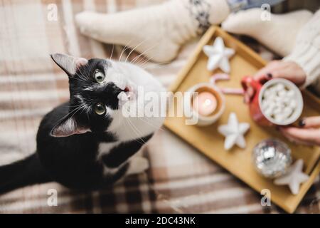 Une jeune femme est assise sur un tissu écossais dans un confortable pull en laine tricoté avec un chat noir et blanc de tuxedo drôle. Plateau en bois avec tasse de chocolat, guimauve cacao, Banque D'Images