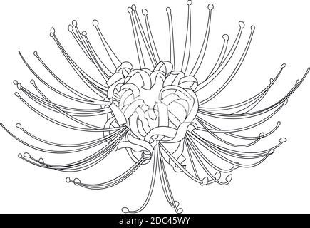 Silhouette de ligne de nénuphars à la main isolée sur blanc. Illustration de Vecteur