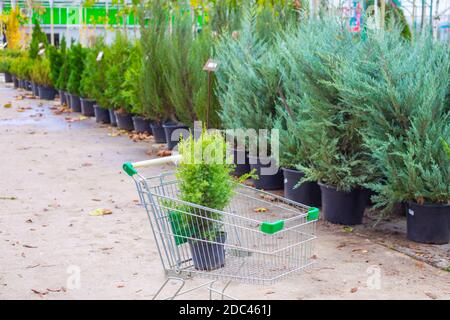 Plante de genévrier verte dans un pot sur un chariot dans une pépinière de jardin. Achat de plantes, aménagement paysager et décoration. Banque D'Images