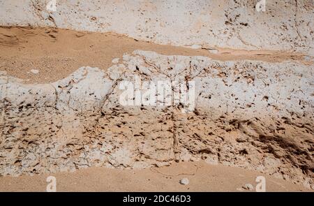 gros plan d'une falaise de calcaire dans le nefarot de crevasses en fer à cheval canyon dans le cratère de makhtesh ramon en israël montrant fossilisé dens animaux Banque D'Images