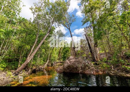 Les trous de Buley Rock en cascade avec une végétation luxuriante dans le Bush et des arbres tombés dans le parc national de Litchfield, dans la partie supérieure tropicale de l'Australie. Banque D'Images