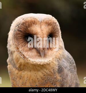 Rare Black Barn Owl Banque D'Images