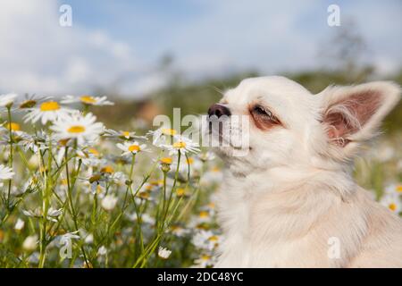 Le chien Chihuahua sniffs des pâquerettes dans la prairie en été. Chihuahua blanc. Banque D'Images