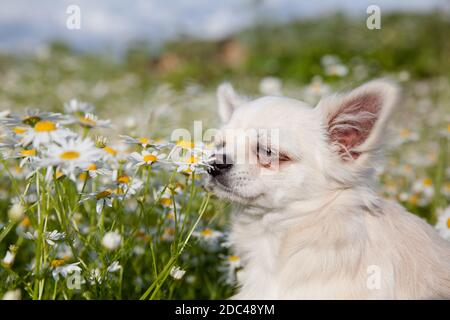 Le chien Chihuahua sniffs des pâquerettes dans la prairie en été. Chihuahua blanc. Banque D'Images