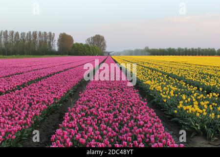 un beau champ de bulbes avec des rangées symétriques de tulipes roses et jaunes en zélande, aux pays-bas au printemps Banque D'Images