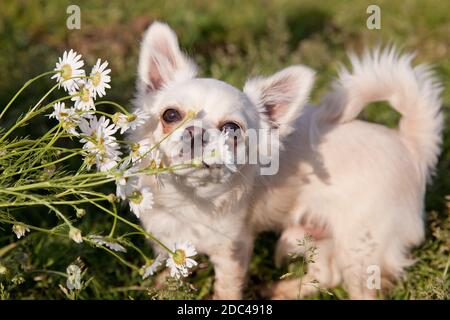 Le chien Chihuahua sniffs des pâquerettes dans la prairie en été. Chihuahua blanc. Banque D'Images