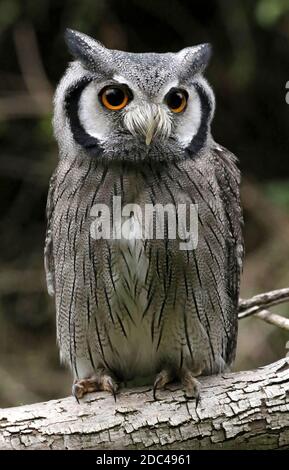 Hibou à la face blanche du sud perché sur une branche du à l'extérieur Banque D'Images