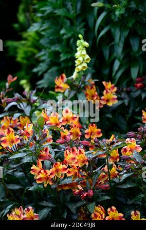 Alstroemeria Indian Summer,nénuphars,cuivre,orange,jaune,fleur,fleurs,florale,vivace,fleurs coupées,feuillage foncé,feuilles foncées,RM Floral Banque D'Images