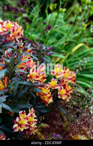 Alstroemeria Indian Summer,nénuphars,cuivre,orange,jaune,fleur,fleurs,florale,vivace,fleurs coupées,feuillage foncé,feuilles foncées,RM Floral Banque D'Images